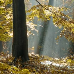 Autumn
